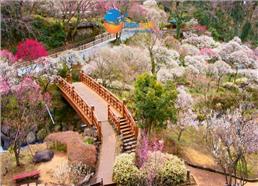 [HCM] Tour Hành Trình Vàng Nhật Bản Mùa Đông Đón Tết Bính Ngọ